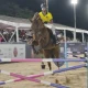 horse 1