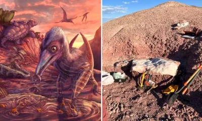 pterosaur