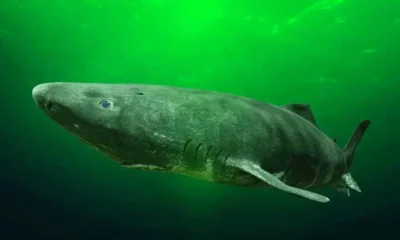 400-year-old shark