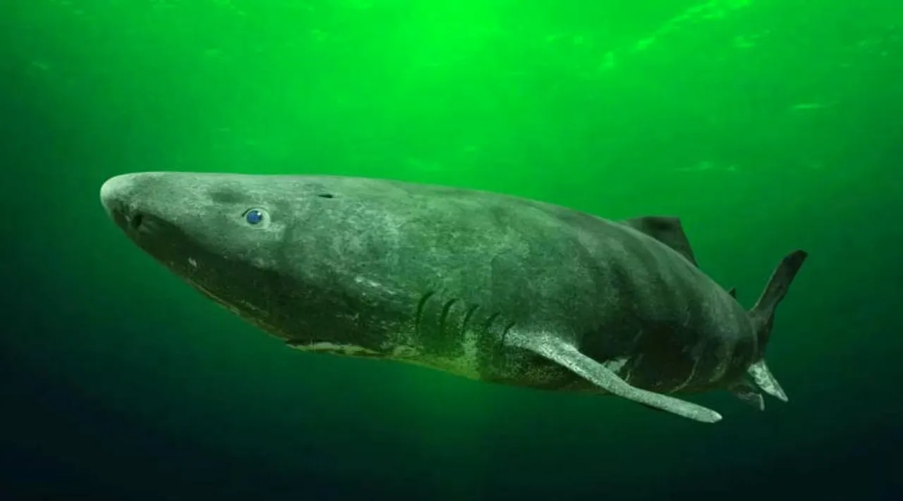 400-year-old shark