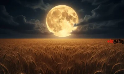 harvest moon (1)