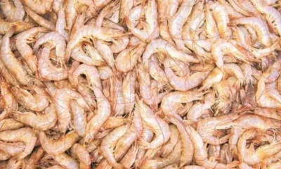 prawn export
