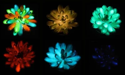 Scientists dark plants