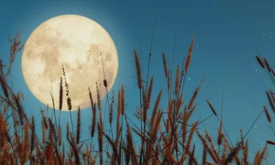 harvest moon
