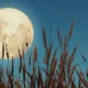 harvest moon