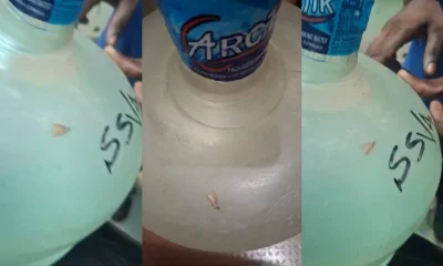 insects in water cane