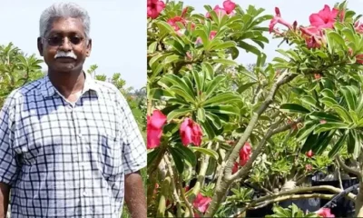 Thiruvallur Farmer Desert Rose Export Adenium Obesum Jalandhar Desert Rose