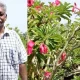 Thiruvallur Farmer Desert Rose Export Adenium Obesum Jalandhar Desert Rose