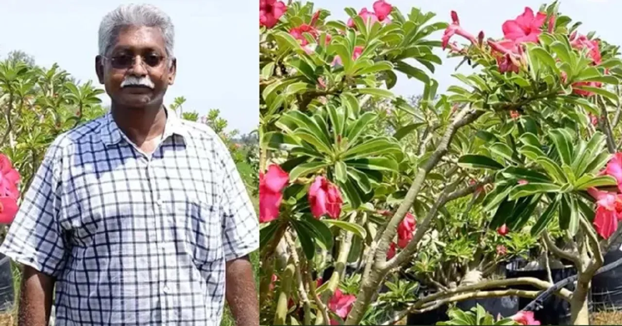 Thiruvallur Farmer Desert Rose Export Adenium Obesum Jalandhar Desert Rose