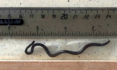 World smallest snake
