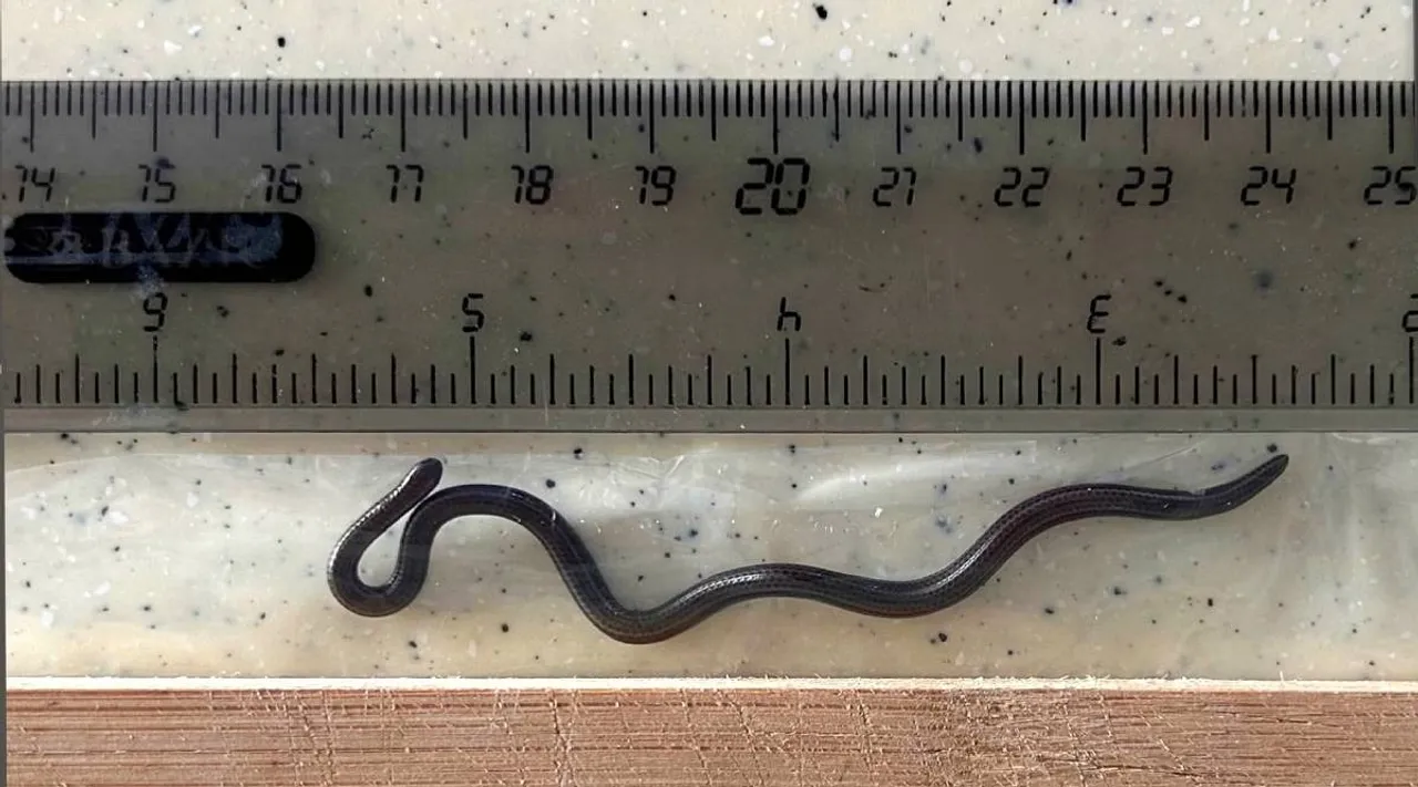 World smallest snake