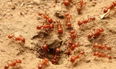 Fire Ant
