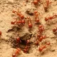 Fire Ant