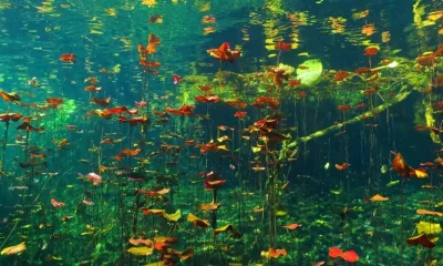 Richer and Flows Underwater