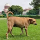Supreme Court on Stray Dog