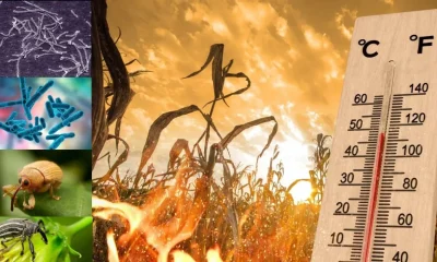 Temperatures and Wildfires