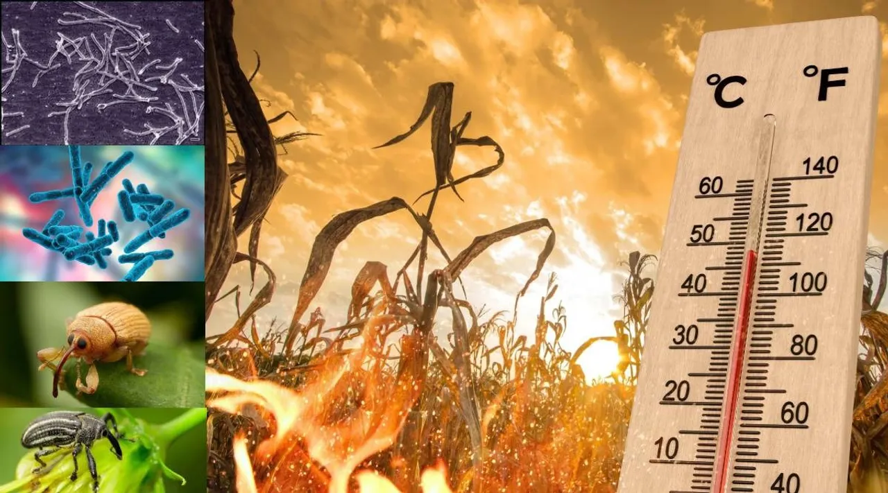 Temperatures and Wildfires